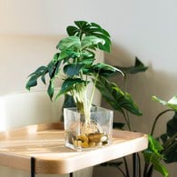 荷蘭Emerald人造植栽 龜背芋水培盆 (45公分)