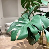 荷蘭Emerald人造植栽 龜背芋水培盆 (45公分)