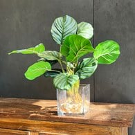 荷蘭Emerald人造植栽 蘋果竹芋水培盆 (45公分)