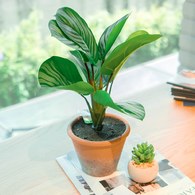 荷蘭Emerald人造植栽 青蘋果竹芋 (紅盆、32公分)