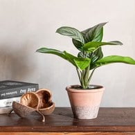 荷蘭Emerald人造植栽 青蘋果竹芋 (紅盆、32公分)