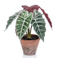 荷蘭Emerald人造植栽 黑葉觀音蓮 (紅盆、29公分)