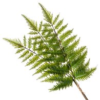 荷蘭Emerald人造植栽 樹蕨 (三株、長58公分)