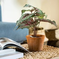 荷蘭Emerald人造植栽 觀葉秋海棠 (粉)