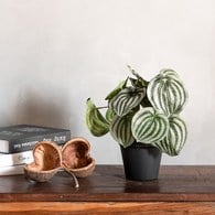 荷蘭Emerald人造植栽 西瓜皮椒草 (黑盆)