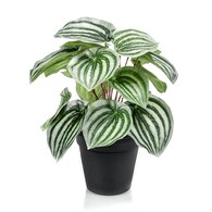 荷蘭Emerald人造植栽 西瓜皮椒草 (黑盆)