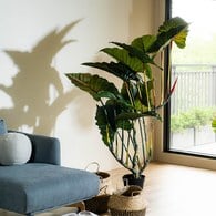 荷蘭Emerald人造植栽 姑婆芋 (膠盆、175公分)