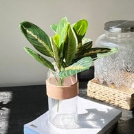 荷蘭Emerald人造植栽 紅脈豹紋竹芋 (長30公分)