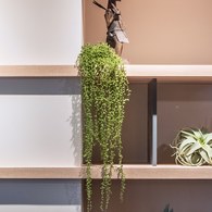 荷蘭Emerald人造植栽 情人淚 (黑色膠盆)