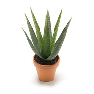 荷蘭Emerald人造植栽 費拉蘆薈 (紅盆)