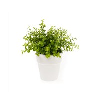 荷蘭Emerald人造植栽 尤加利葉 (白盆)