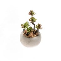 荷蘭Emerald人造植栽 日本小松多肉植物