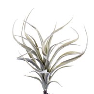 荷蘭Emerald人造植物 空氣鳳梨 (長24公分)