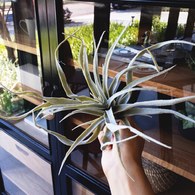 荷蘭Emerald人造植物 空氣鳳梨 (長24公分)