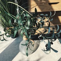 荷蘭Emerald人造植物 橄欖枝葉 (長100公分)