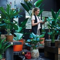 荷蘭Emerald人造植栽 天堂鳥綠葉叢 (高230公分)