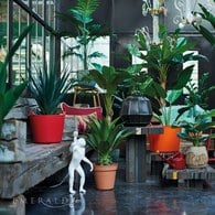 荷蘭Emerald人造植栽 天堂鳥綠葉叢 (高230公分)