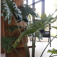 荷蘭Emerald人造植栽 蔓綠絨綠葉叢 (高95公分)