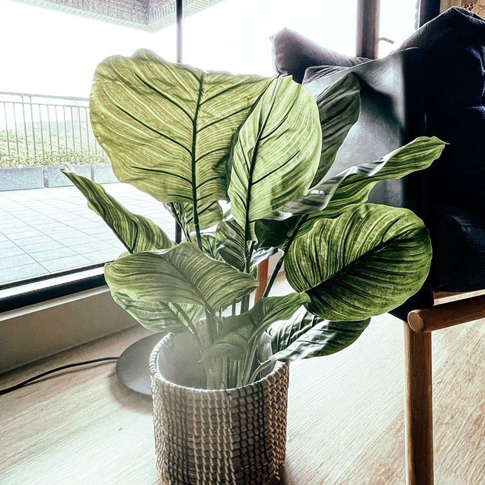 荷蘭人造植栽青蘋果竹芋 膠盆 60公分 夏馬城市生活 夏馬城市生活 荷蘭人造植栽青蘋果竹芋 膠盆 60公分 夏馬城市生活 夏馬城市生活